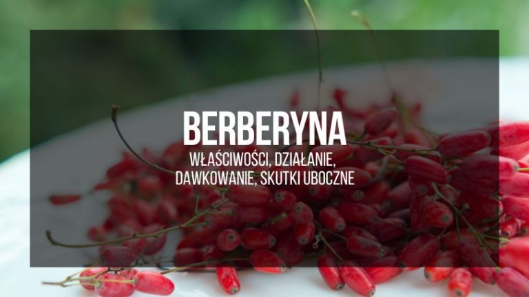 Berberyna–wlasciwosci-dzialanie-dawkowanie-skutkI-uboczne