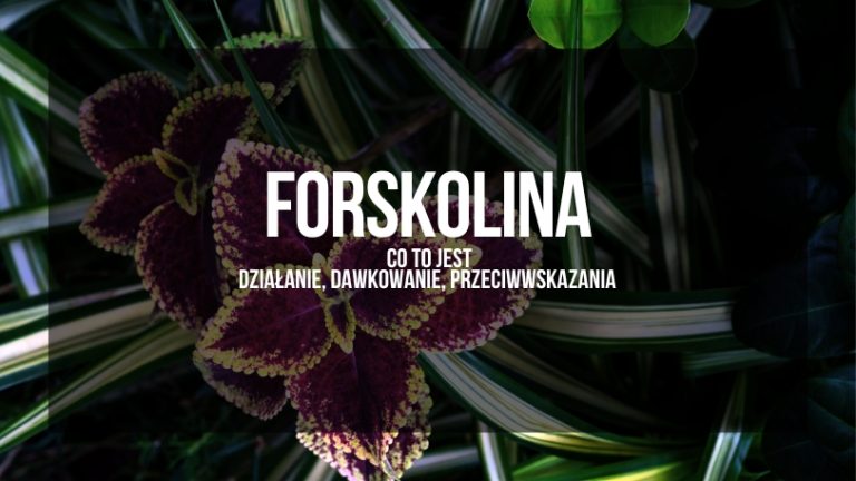 Zdjęcie rośliny Coleus forskohlii, z której pozyskiwana jest forskolina, z widocznymi purpurowymi liśćmi na tle ciemnozielonych roślin, z napisem 'FORSKOLINA - co to jest, działanie, dawkowanie, przeciwwskazania' w jasnym kolorze na pierwszym planie, informujące o substancji aktywnej pochodzącej z tej rośliny i jej zastosowaniach w suplementacji.