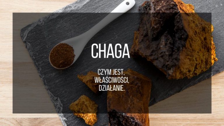 chaga