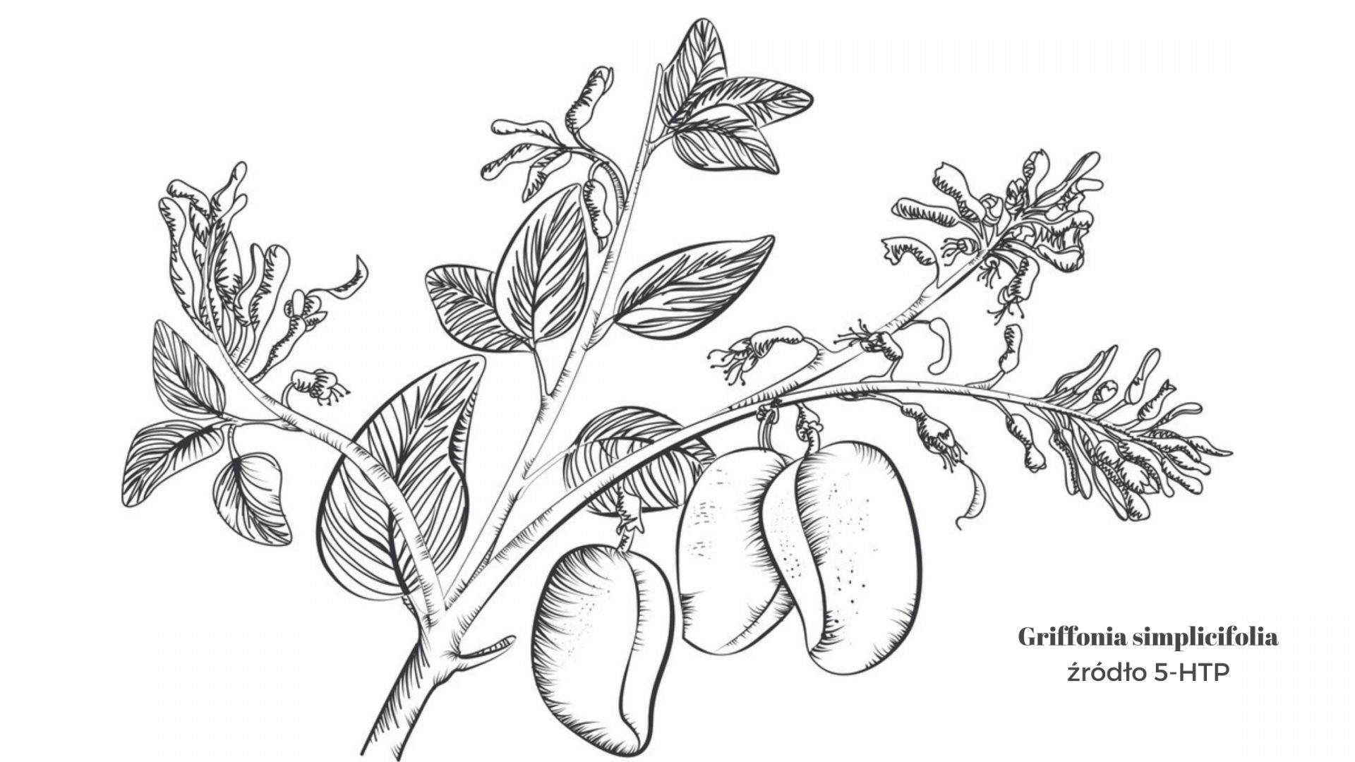 Rusunek przedstwaijący Griffonia simplicifolia źródło 5-HTP. Na rysunku czarno białym są narysowane gałązki i liście oraz owoce rośliny