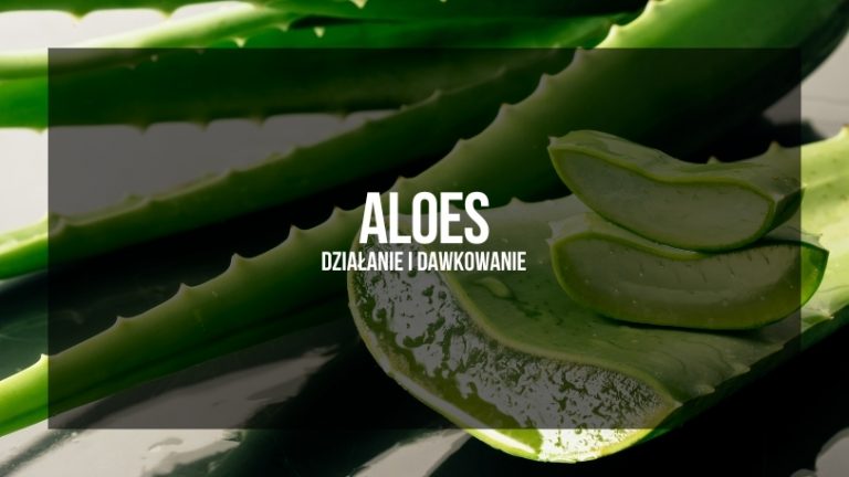 Aloes - działanie i dawkowanie. Wyróżnione kawałki aloesu umieszczone na tle jego zielonych, mięsistych liści, podkreślające jego naturalne właściwości i zastosowanie w suplementacji i leczeniu