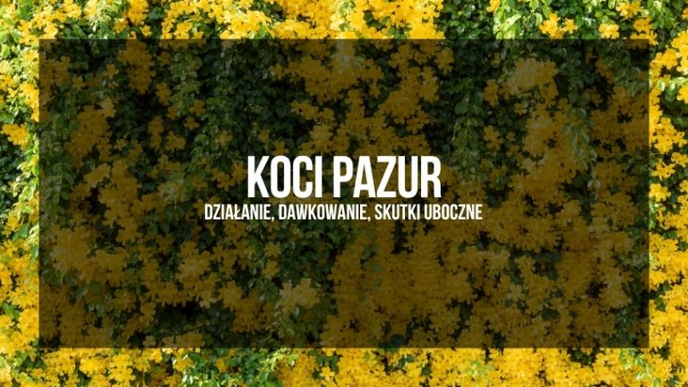 Grafika z tytułem 'Koci Pazur - Działanie, Dawkowanie, Skutki Uboczne' na tle rozkwitających krzewów z żółtymi kwiatami.