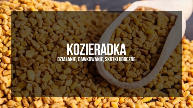 Zdjęcie przedstawia nasiona kozieradki w drewnianej łyżce na tle luźno rozsypanych nasion z tytułem 'KOZIERADKA - działanie, dawkowanie, skutki uboczne' nadrukowanym na górnej części obrazu w stylu etykiety.