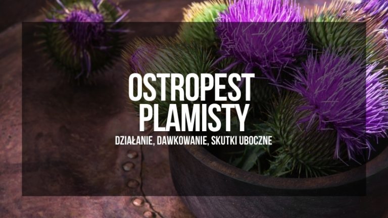 Obraz przedstawiający ostropest plamisty z napisem "OSTROPEST PLAMISTY Działanie, Dawkowanie, Skutki Uboczne" na tle purpurowych kwiatów ostropestu na drewnianej powierzchni.