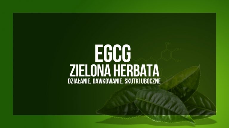 Obrazek prezentuje grafikę edukacyjną o tematyce suplementów zdrowotnych. Na pierwszym planie widoczne są liście, które mogą symbolizować naturalne pochodzenie suplementów. Na grafice widnieje napis "EGCG ZIELONA HERBATA" oraz podtytuł "DZIAŁANIE, DAWKOWANIE, SKUTKI UBOCZNE" na zielonym tle, co sugeruje, że tematem jest omówienie tych aspektów związanych z ekstraktem z zielonej herbaty