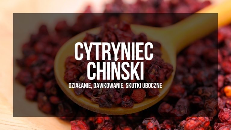 Cytryniec chiński – działanie, dawkowanie, skutki uboczne. Obraz przedstawia suszone czerwone owoce cytryńca na łyżce drewnianej, z niewyraźnym tłem.