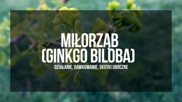 w tle obrazka widnieje zdjęcie gałęzi oraz liści drzewa miłorząb. na pierwszym planie na ciemniejszym tle jest napis "miłorząb (ginkgo biloba) - dzialanie,dawkowanie, skutki uboczne"