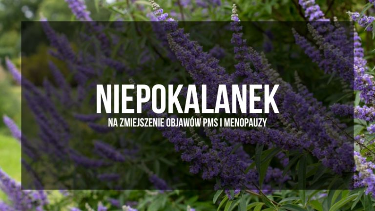 Zdjęcie rośliny niepokalanka z fioletowymi kwiatami w tle, z nałożonym półprzezroczystym czarnym prostokątem, na którym znajduje się biały napis: 'NIEPOKALANEK – NA ZMNIEJSZENIE OBJAWÓW PMS I MENOPAUZY'.