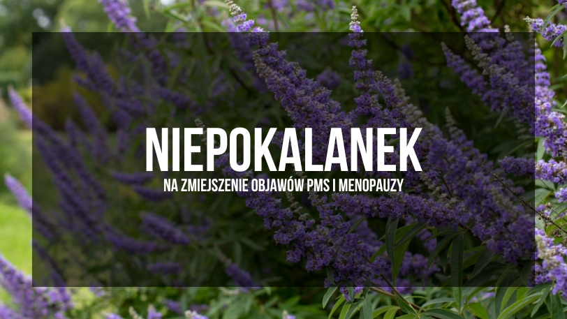 Niepokalanek pospolity - zmniej...