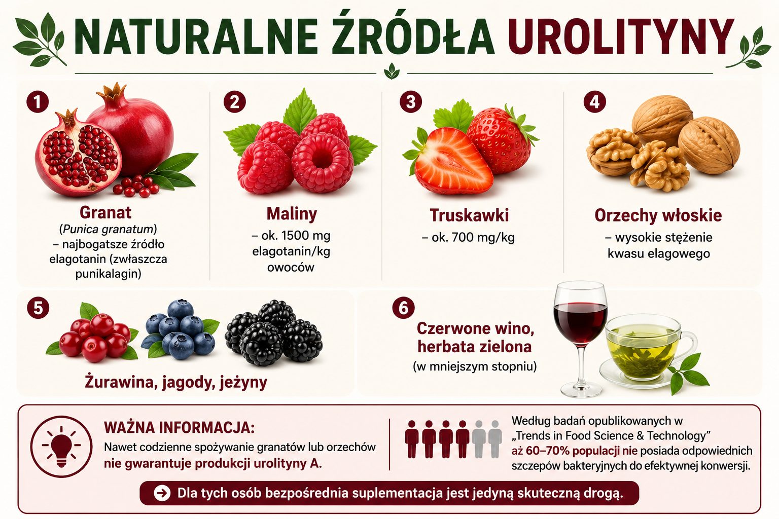 infografika-urolityna Urolityna A - infografika prezentująca naturalne źródła prekursorów urolityny A: granat, maliny, truskawki, orzechy włoskie, żurawinę, jagody, jeżyny, czerwone wino i zieloną herbatę. Zawiera informację, że 60–70% osób może nie wytwarzać urolityny A z pożywienia z powodu braku odpowiednich bakterii jelitowych.